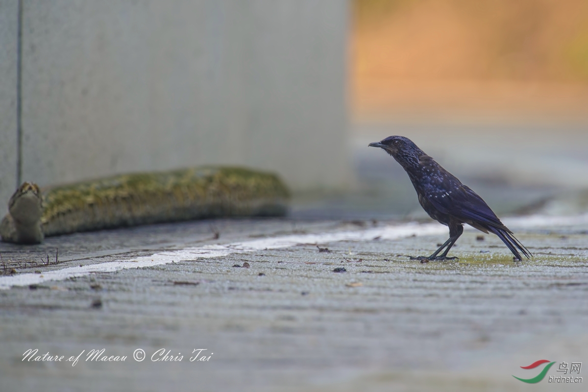 DSC_6657.jpg