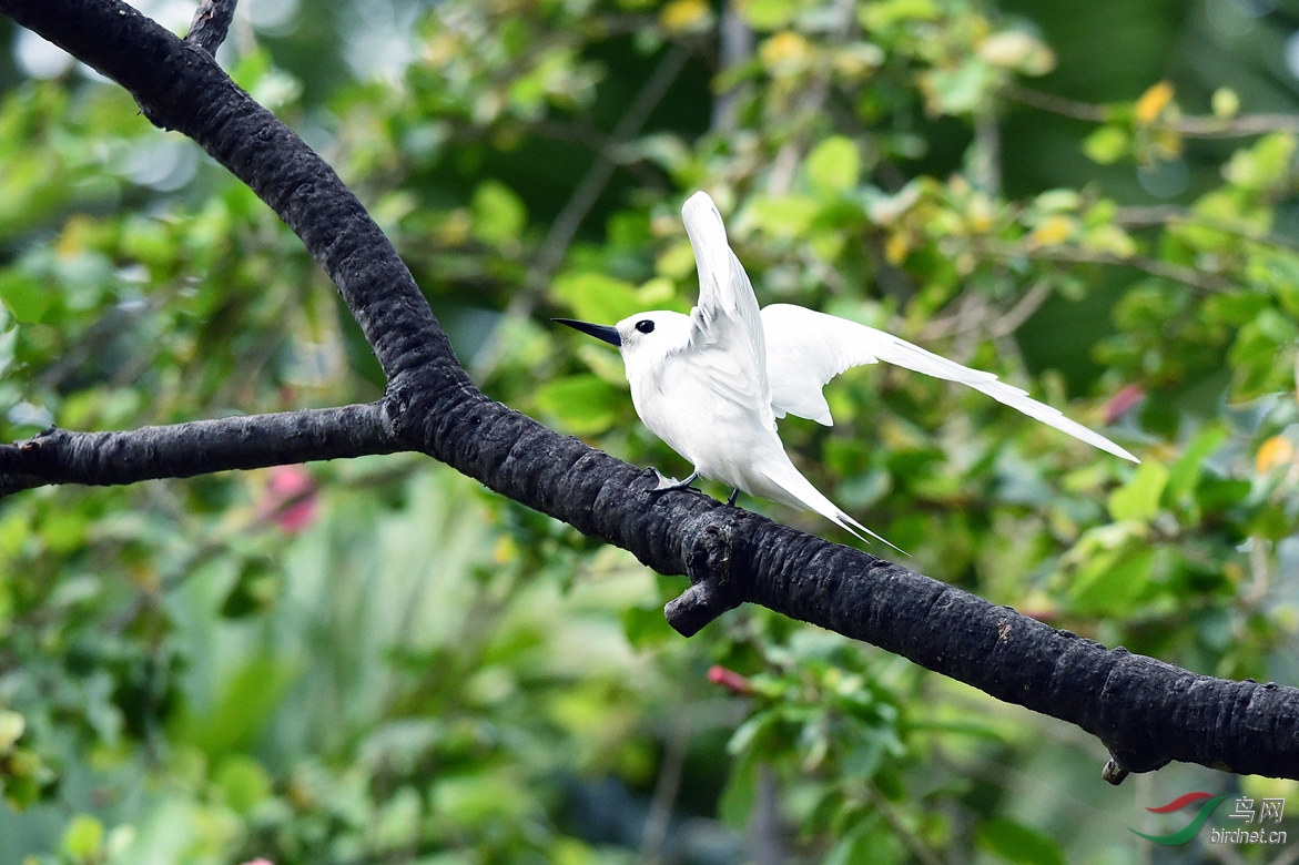 夏威夷白燕鸥