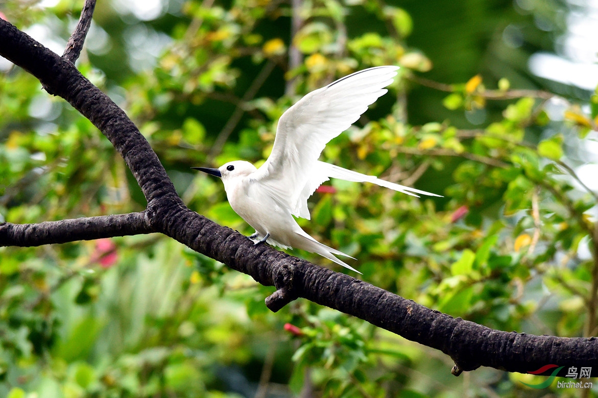 夏威夷白燕鸥
