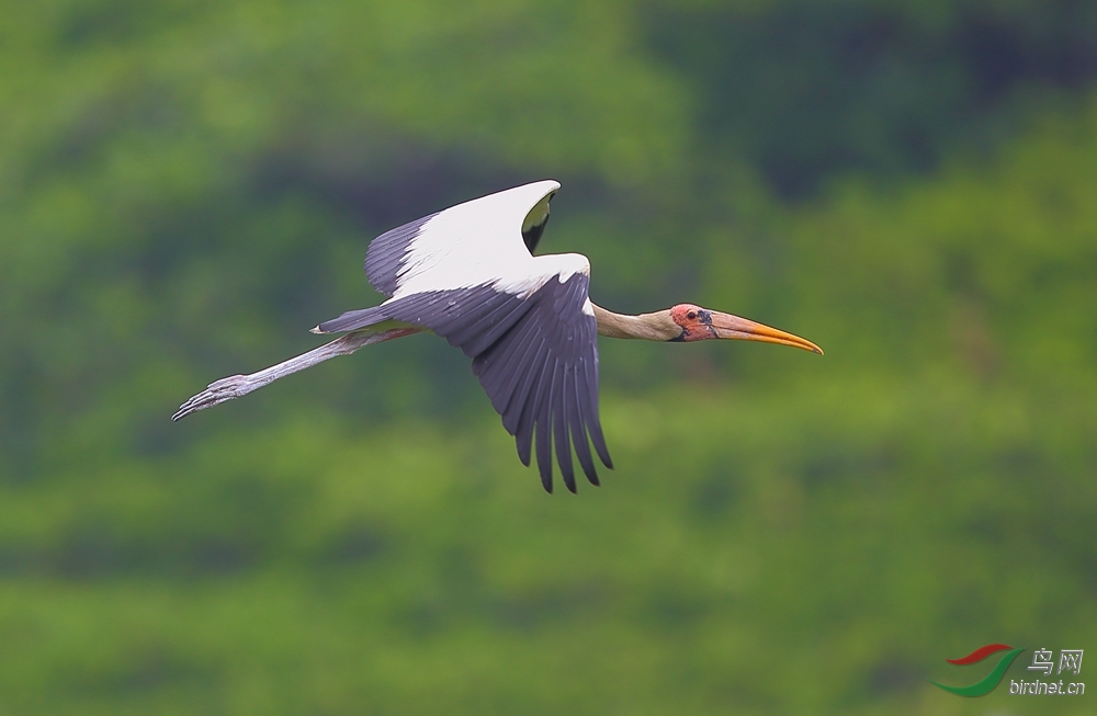 白䴉鸛,英文名milky stork(學名mycteria cinerea),是鸛科䴉鸛屬的一