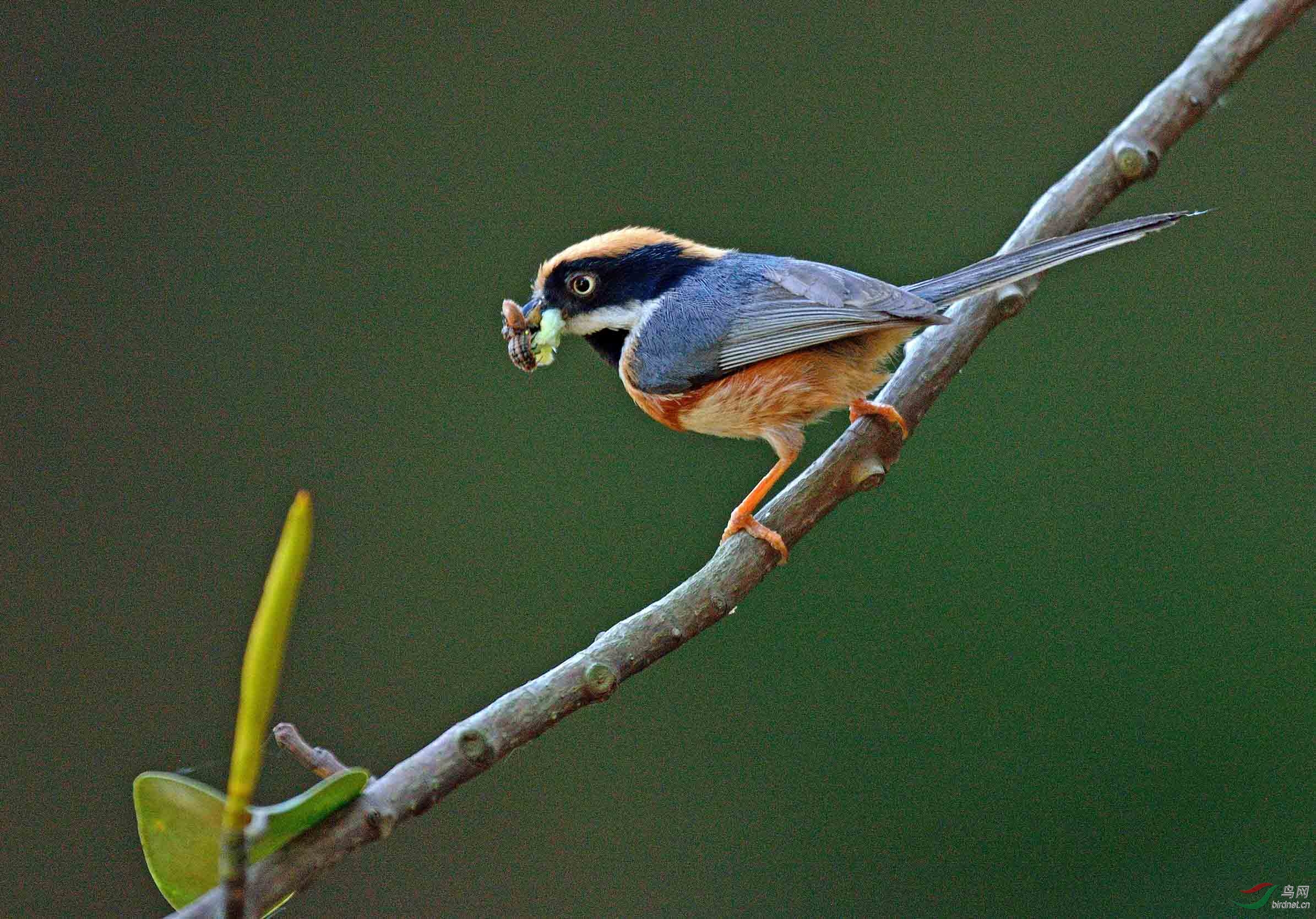 泉水湾的红头长尾雀