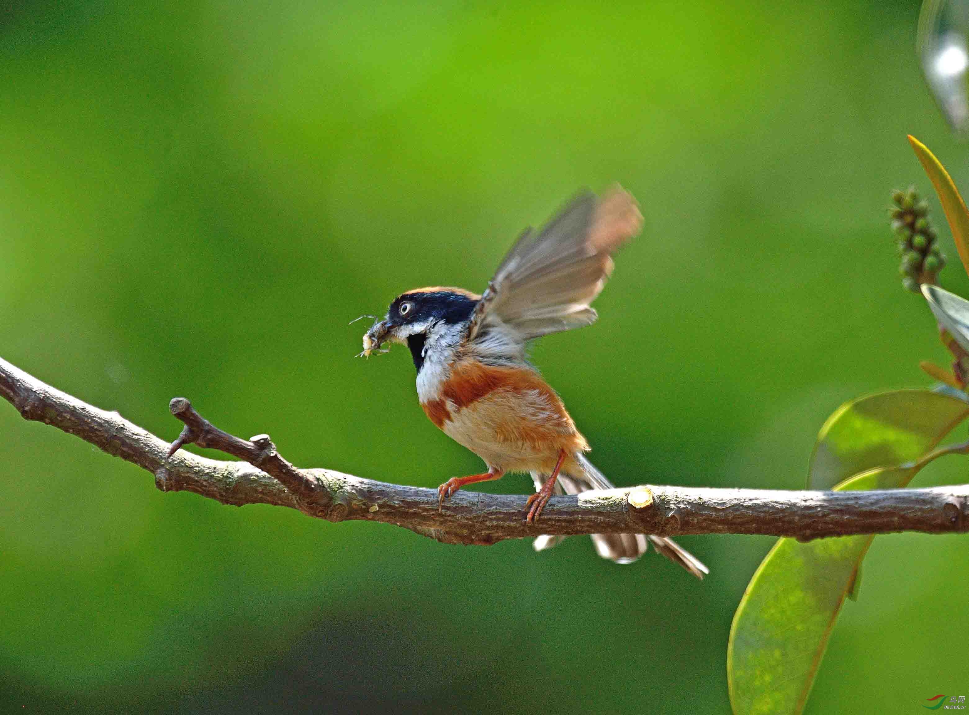 泉水湾的红头长尾雀