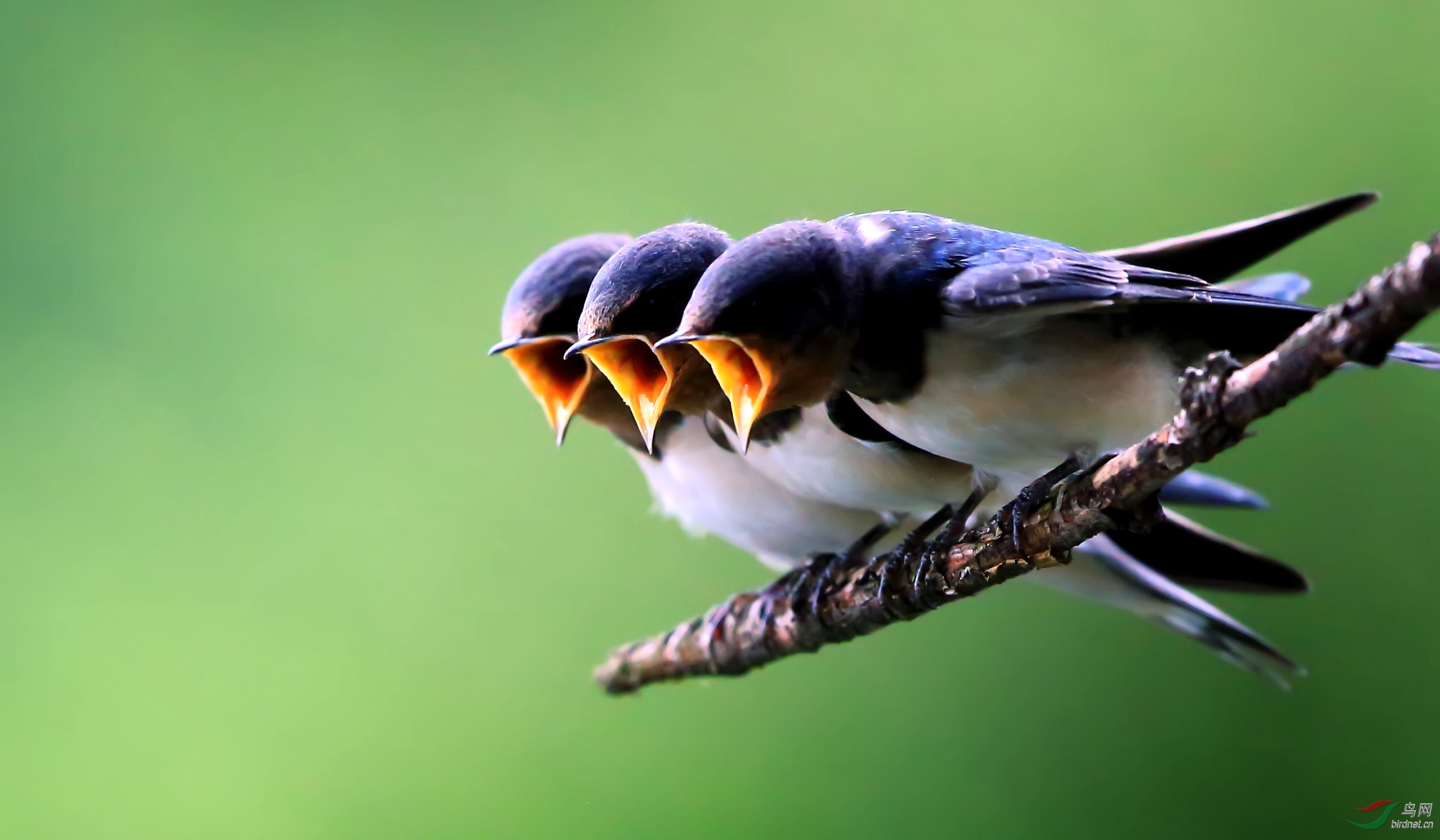 家有小燕子,幸福吉祥来------家燕