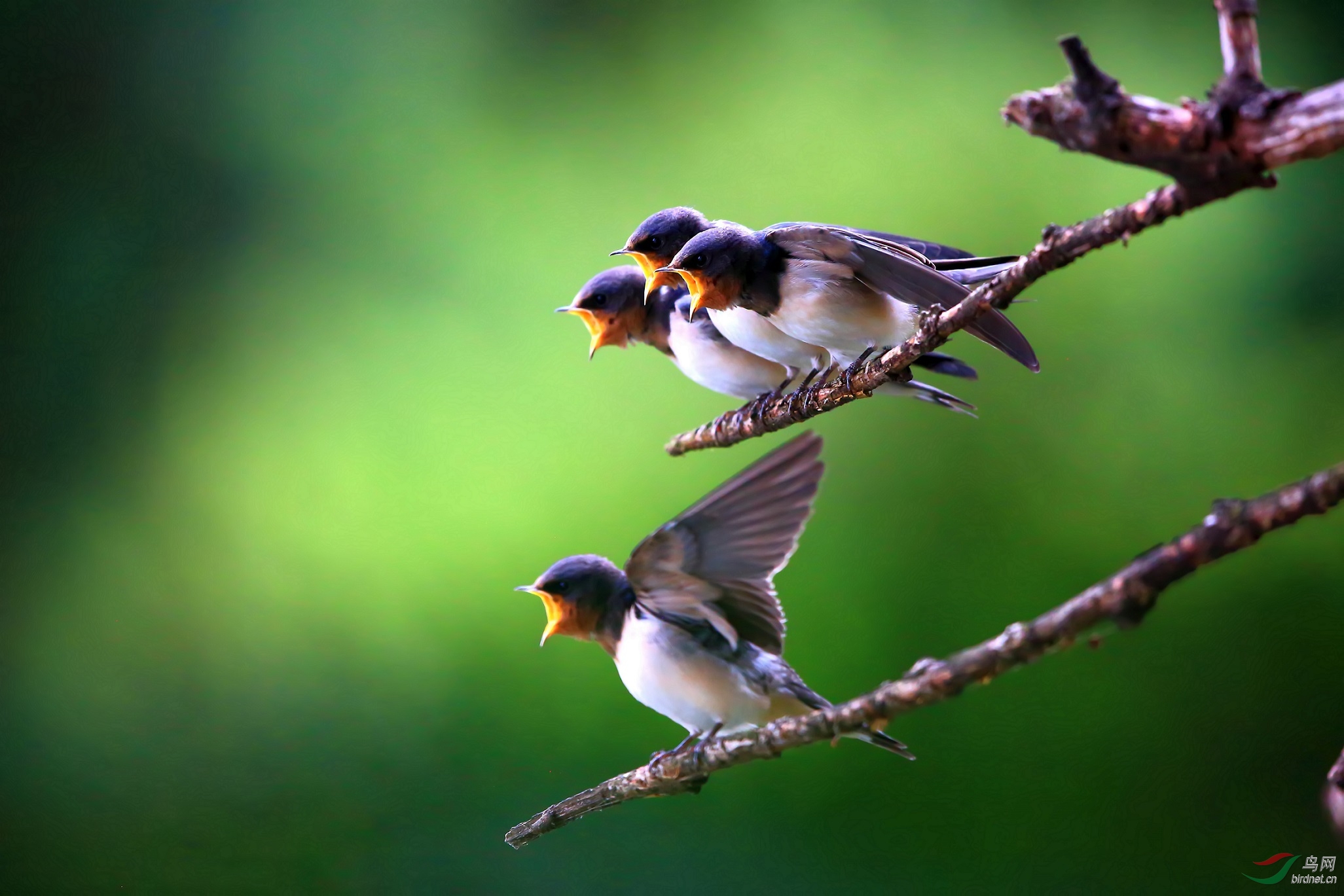 家有小燕子,幸福吉祥来------家燕
