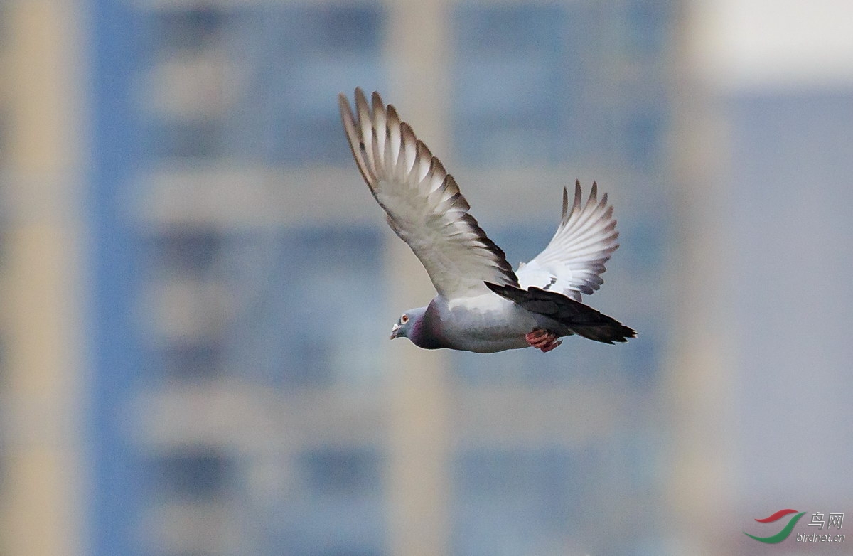 飞翔吧鸽子二