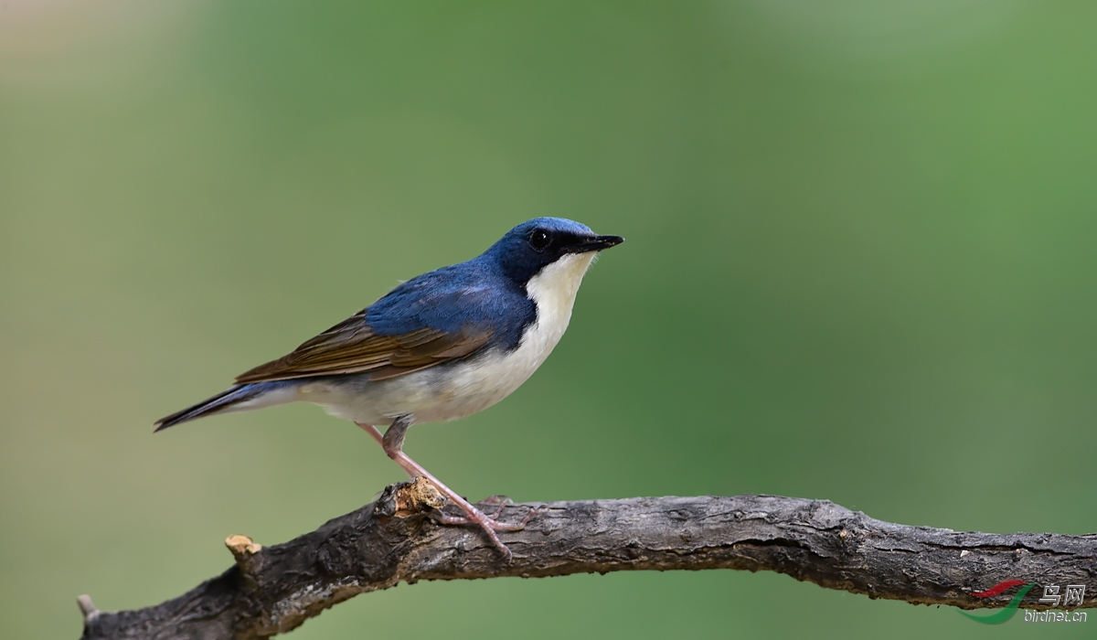 蓝歌鸲——问好