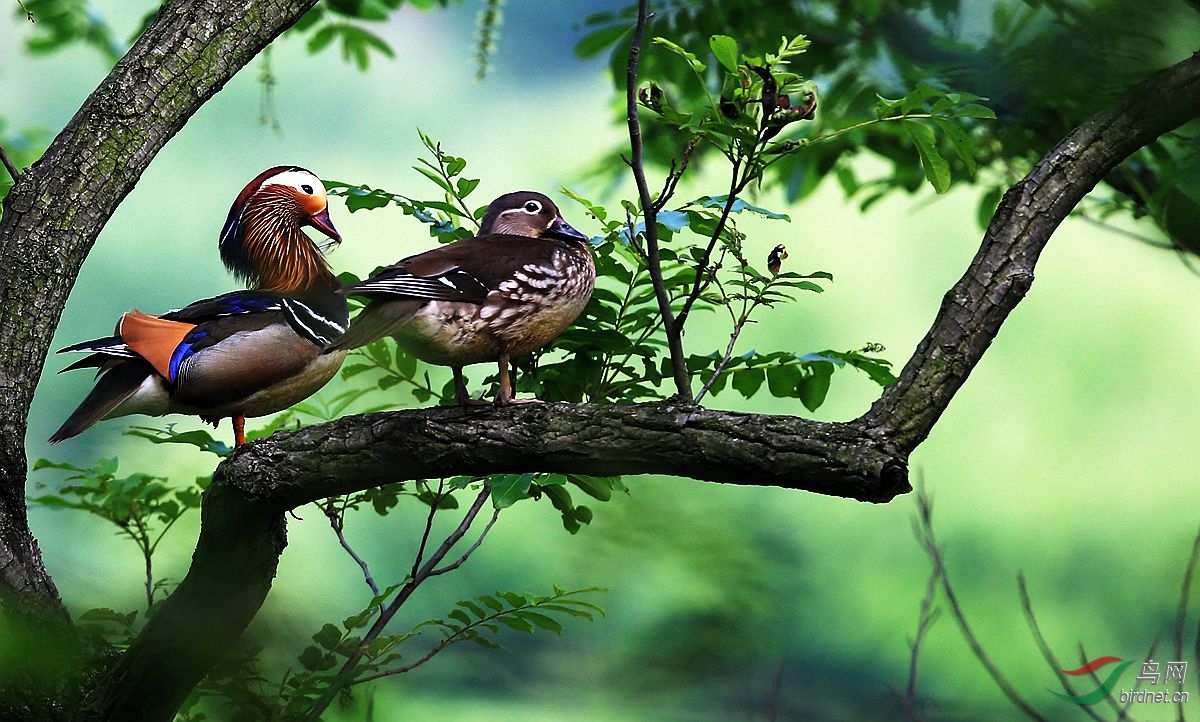 树上鸳鸯成双对 - 湖北版 hubei 鸟网