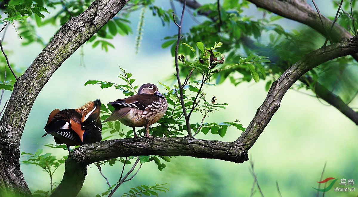 树上鸳鸯成双对 - 湖北版 hubei 鸟网