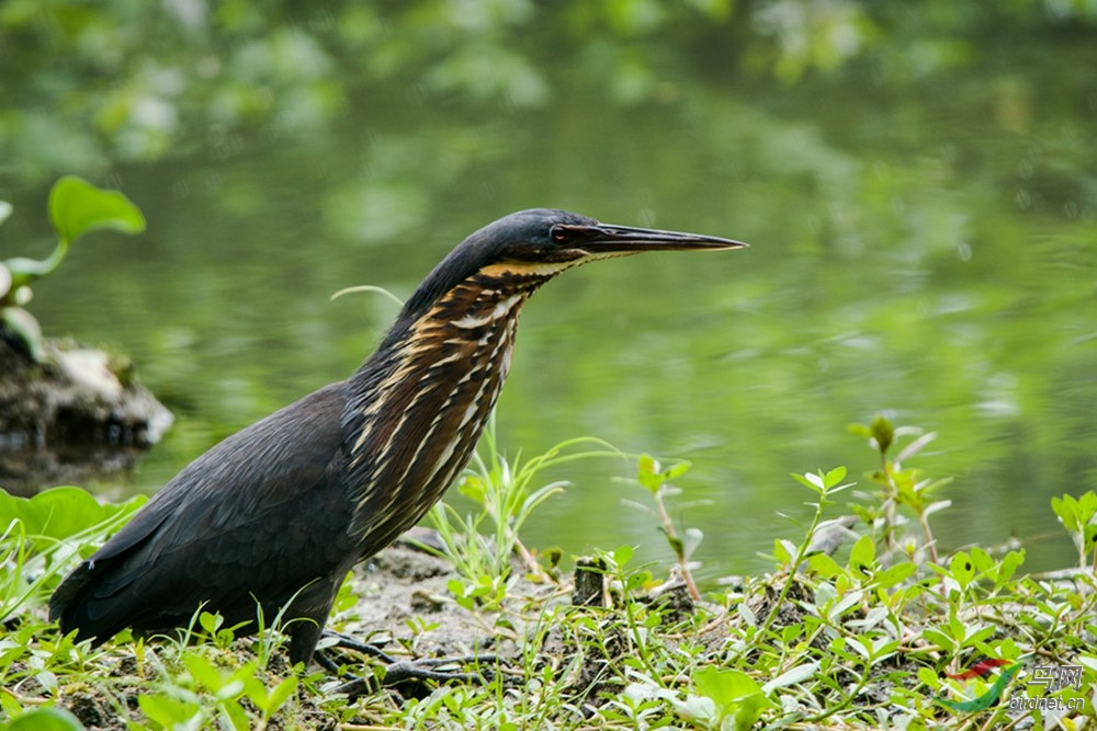 严阵以待的黑鹣