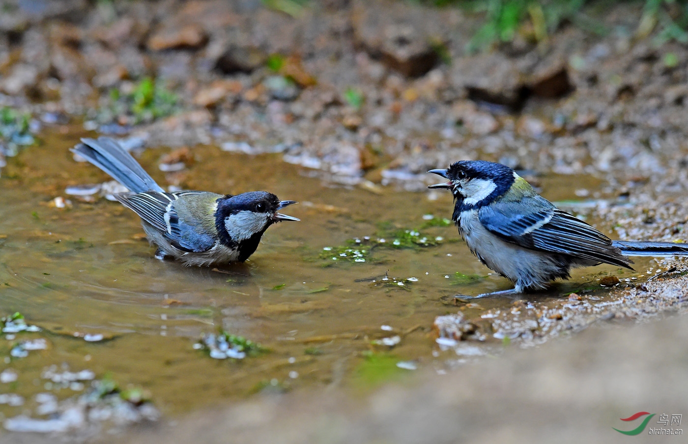 好打架的大山雀