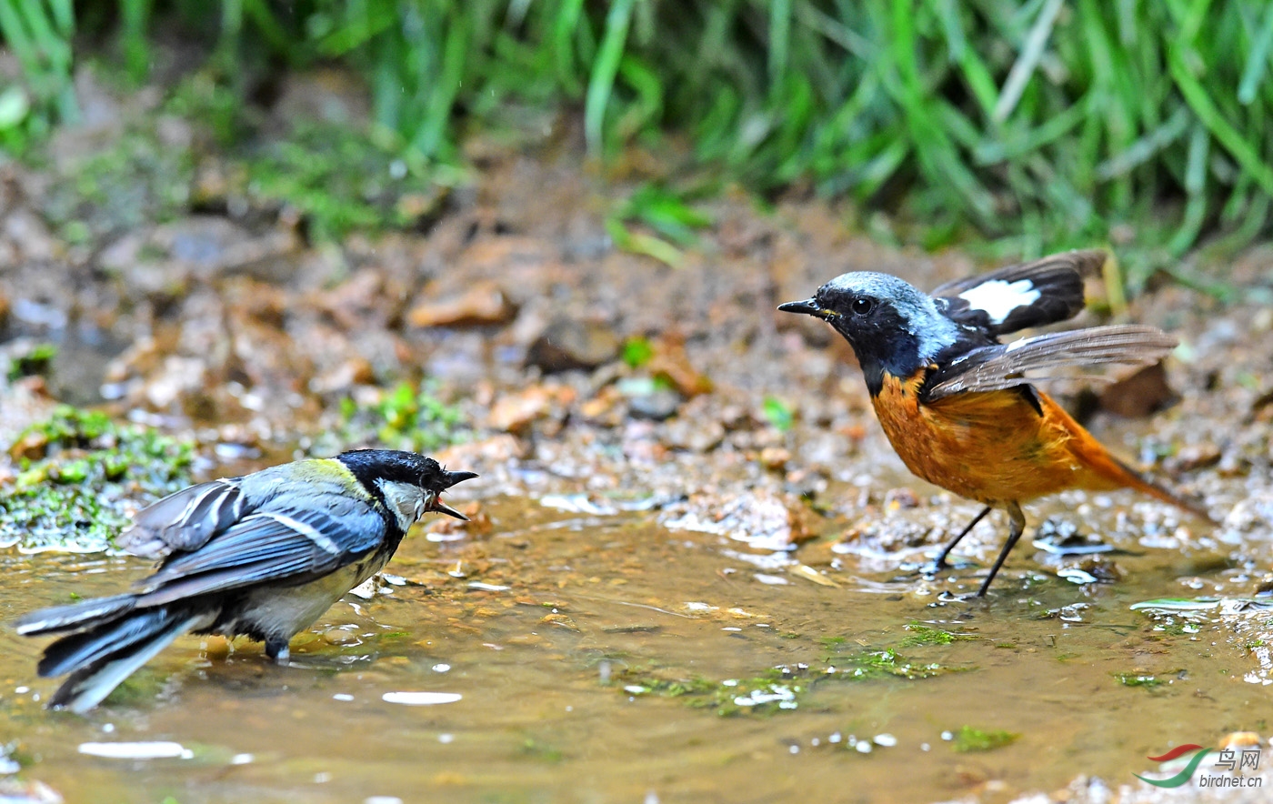 好打架的大山雀