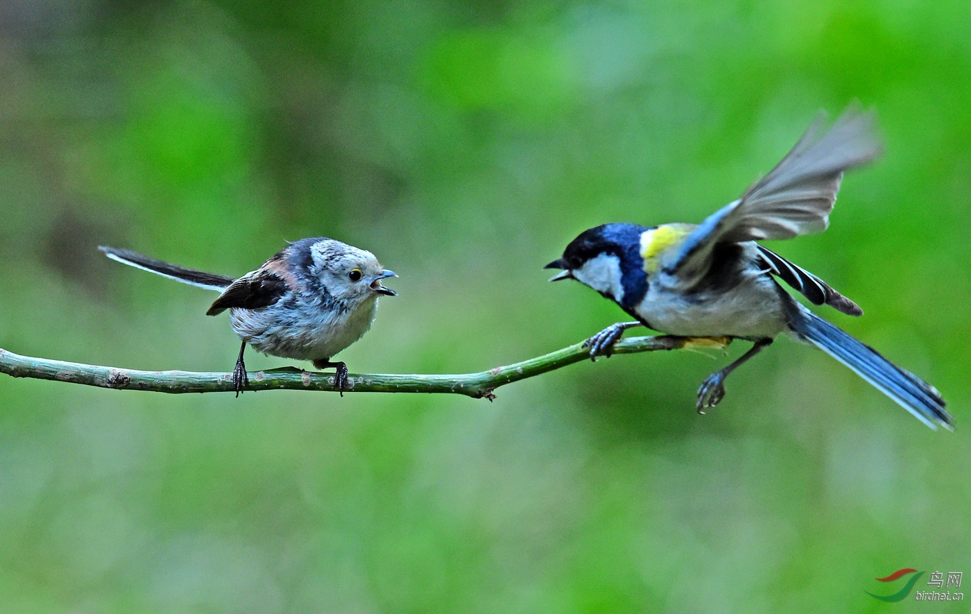 好打架的大山雀