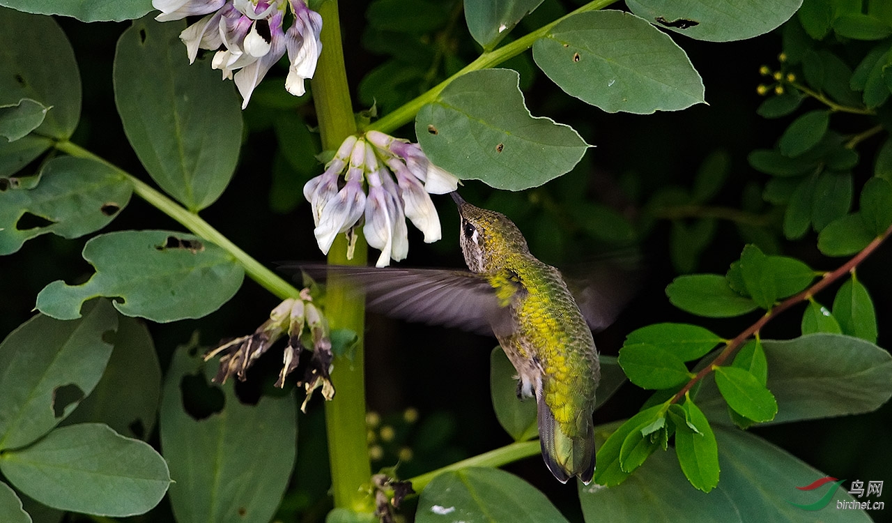 蜂鳥也愛蠶豆花