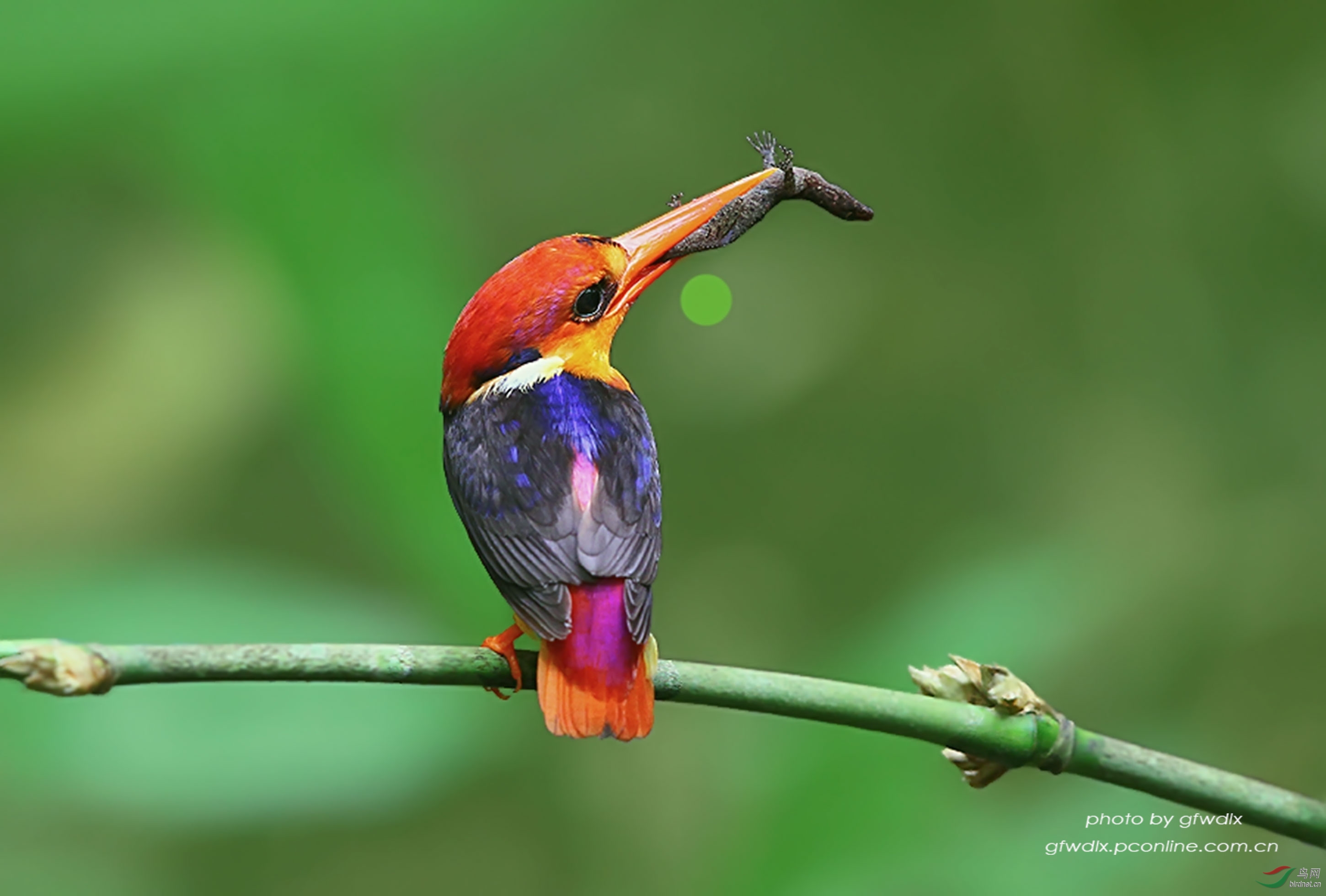 三趾翠鸟普通三趾翠鸟