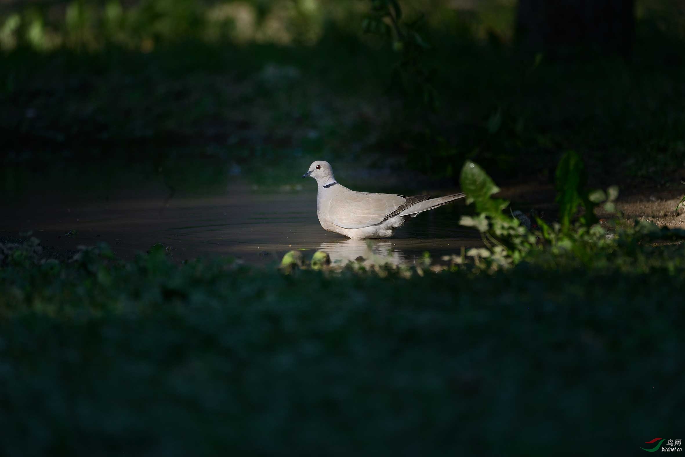 黑中亮斑鸠全画幅