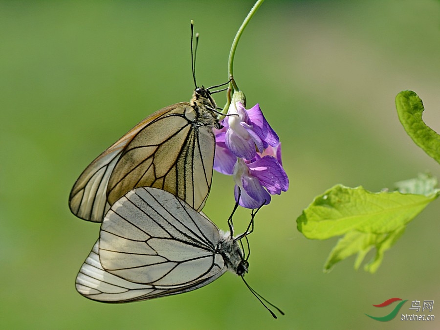 交尾的山楂粉蝶