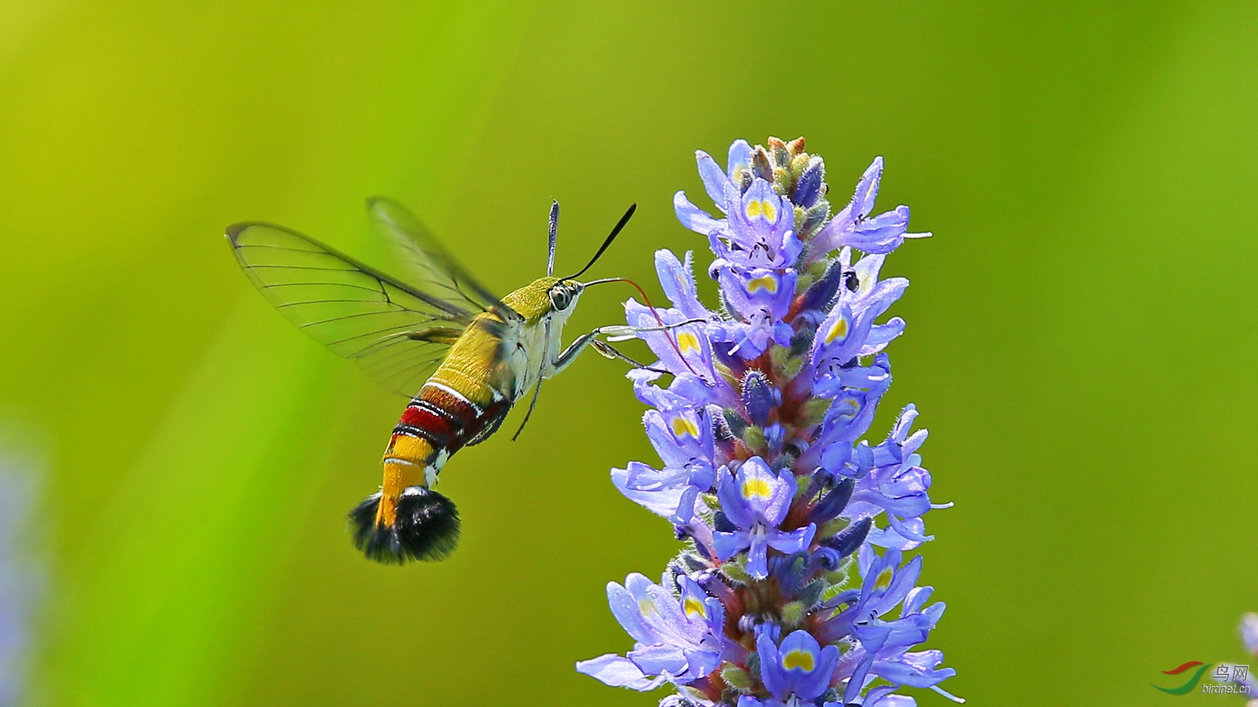 长喙天蛾吸食花蜜4片