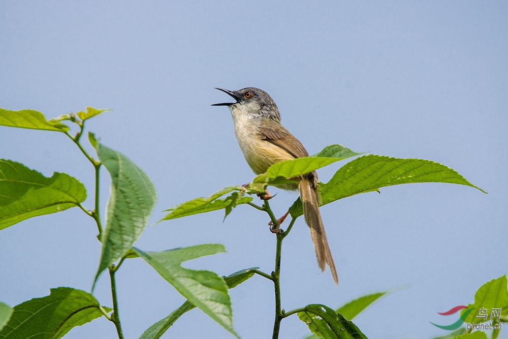 黄腹山鹪莺引吭高歌