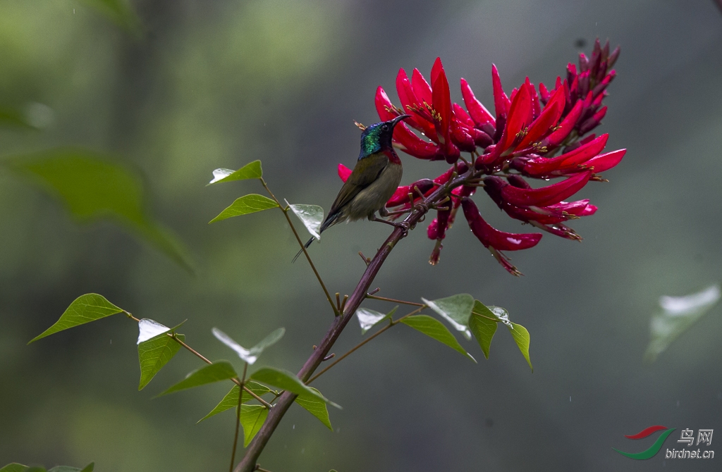 雨中红花映太阳