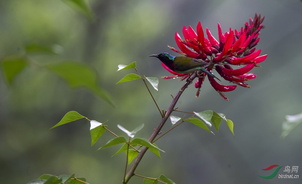 雨中红花映太阳