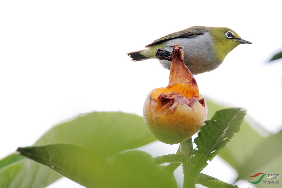 果鳥圖