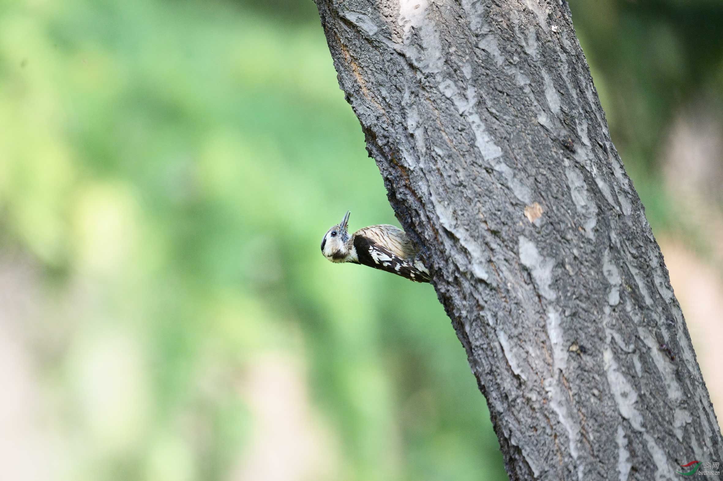 DSC_67656.jpg