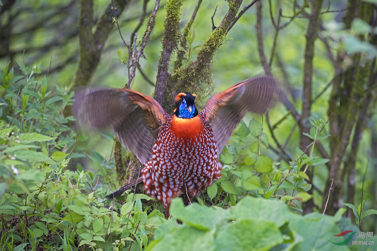 (红腹角雉)红腹角雉