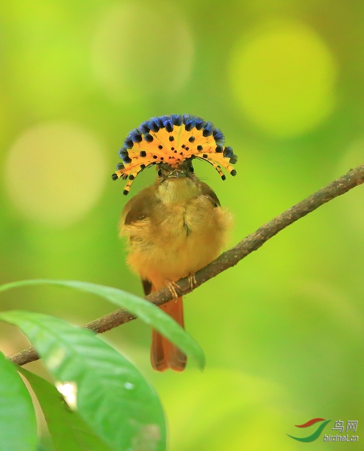 �ʰ��O��Royal Flycatcher.jpg