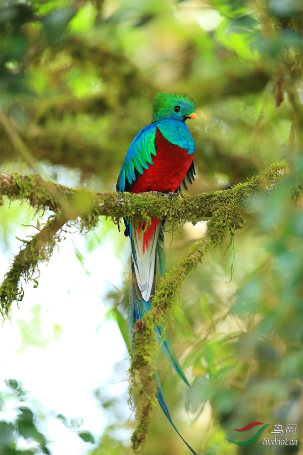 ��β��ҧ��Resplendent Quetzal.jpg