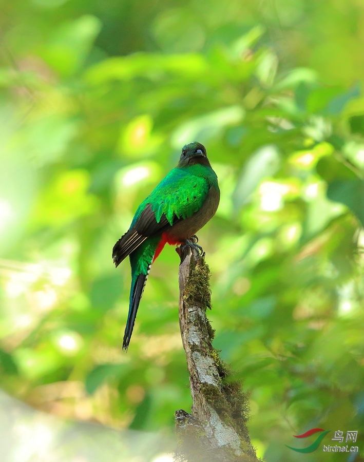 凤尾绿咬鹃雌resplendent quetzal.jpg