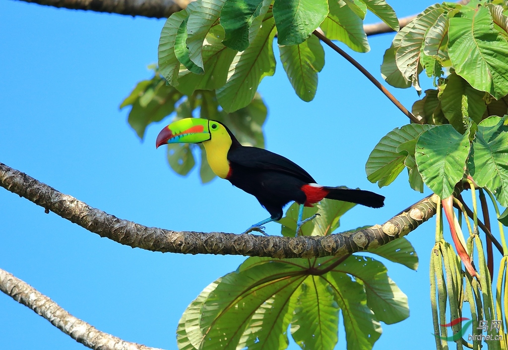 ���������Keel-billed Toucan.jpg