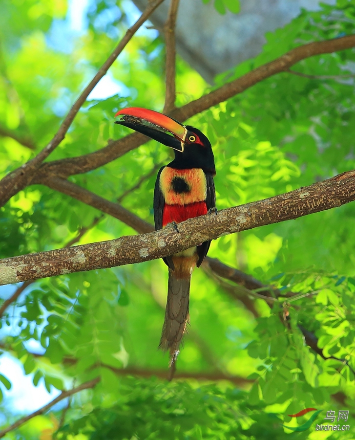 ������������Fiery-billed Aracari.jpg