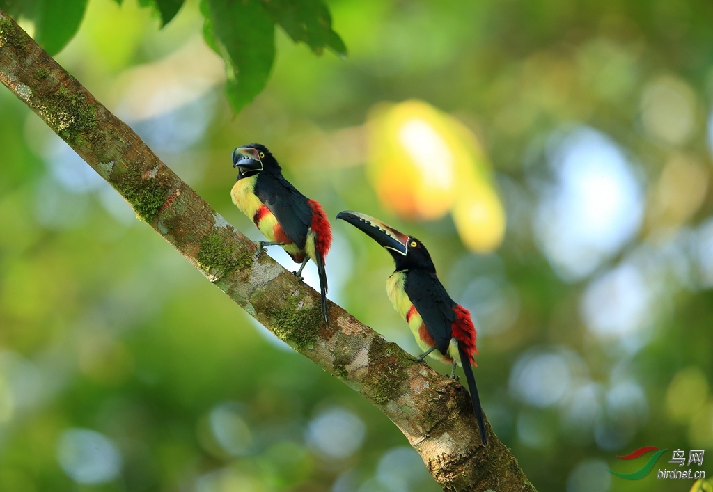����������Collared Aracari.jpg