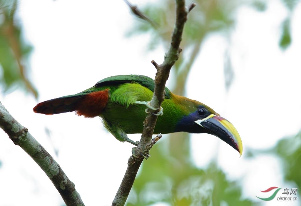 �̾�����Emerald Toucanet_����.jpg