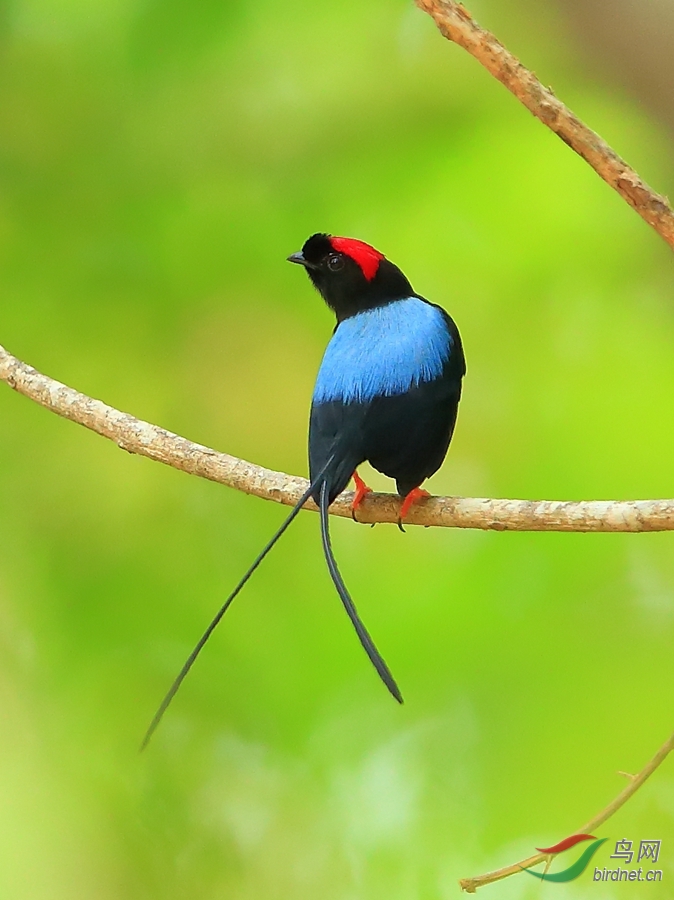 ��β���OLong-tailed Manakin.jpg