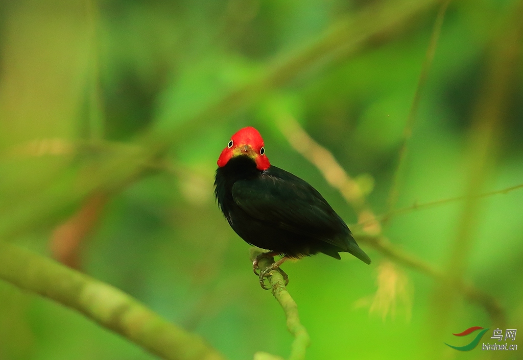 �춥���ORed-capped Manakin.jpg