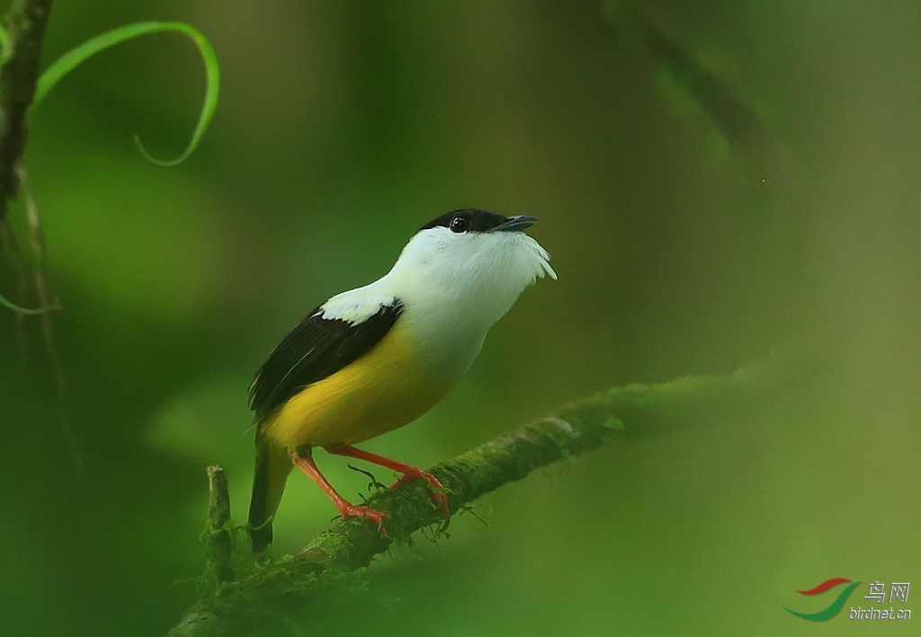 白头娇鶲wedge-billed woodcreeper.jpg