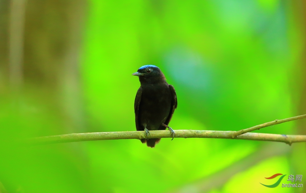 ���ڽ��OBlue-crowned Manakin.jpg