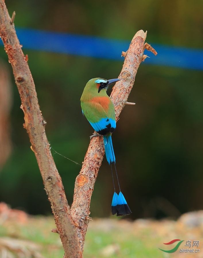 ��ü���tTurquoise-browed Motmot.jpg