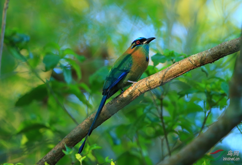 �������tBlue-crowned Motmot.jpg