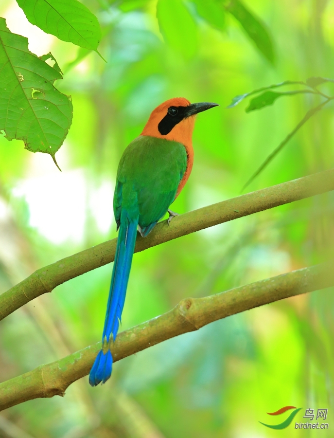 �ش��tRufous Motmot_����.jpg