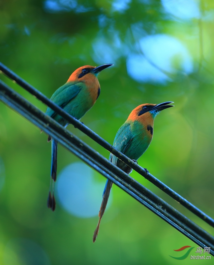 ������tBroad-billed Motmot.jpg