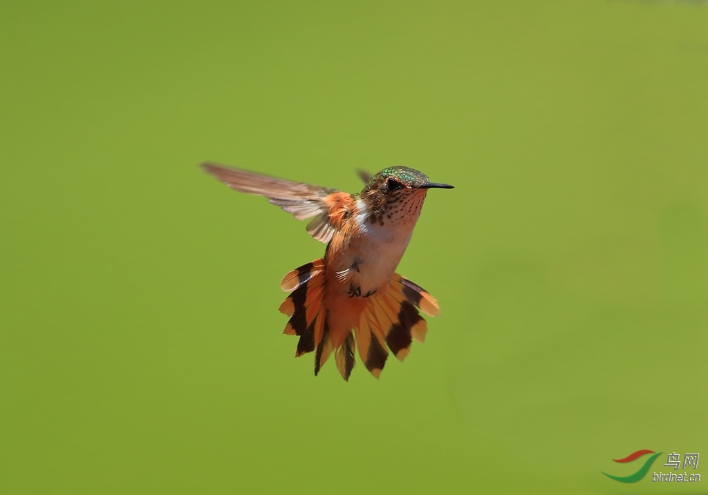 �Իͷ���Scintillant Hummingbird.jpg