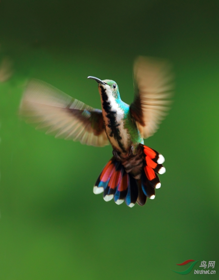 ����â������Green-breasted Mango_����.jpg