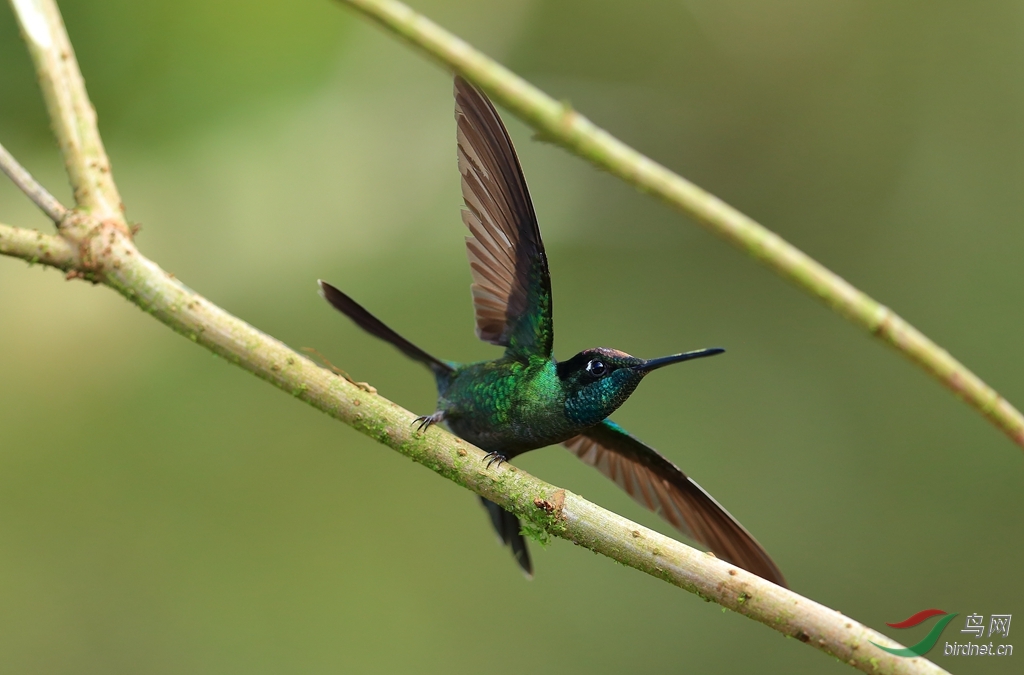 �����Magnificent Hummingbird.jpg