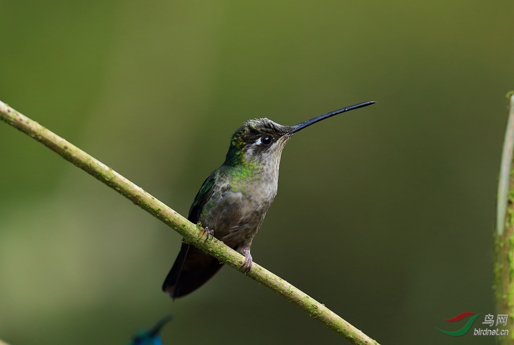 ������Magnificent Hummingbird_����.jpg