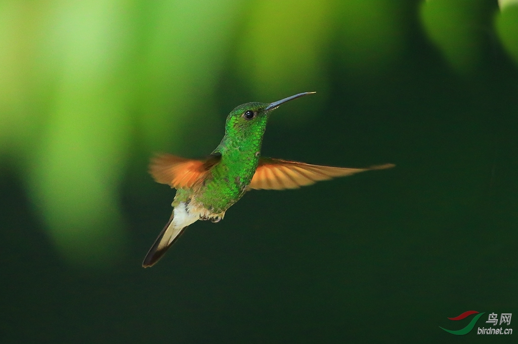 ��β������White-tailed Emerald.jpg