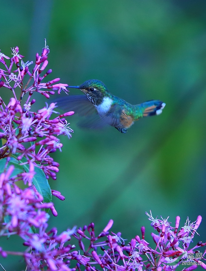 �ۺ��ͷ���Volcano Hummingbird.jpg