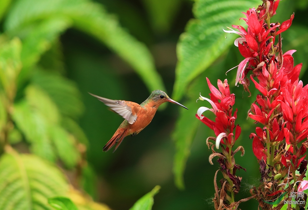 ������Cinnamon Hummingbird.jpg