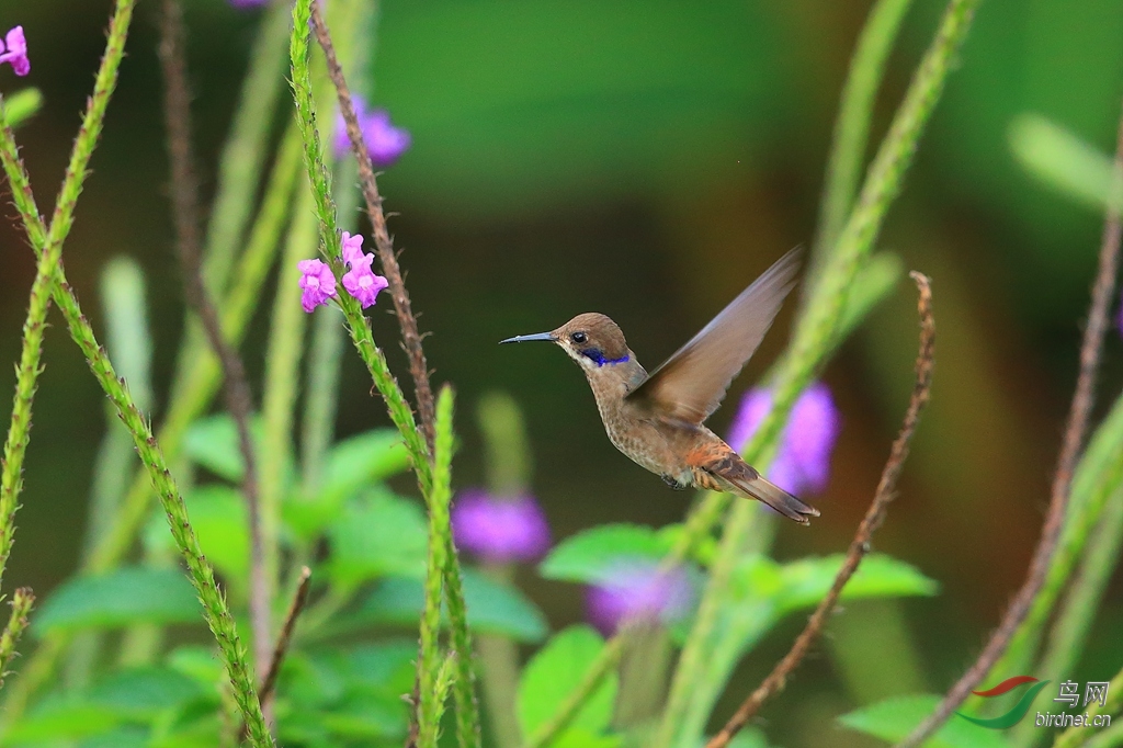 ���϶�����Brown Violetear_����.jpg